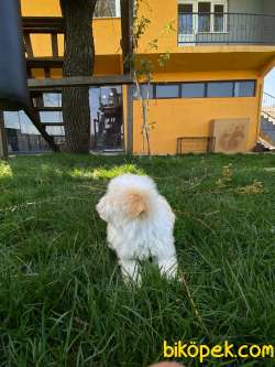TATLILIK TİMSALİ MALTİPOO BEBEKLER 2