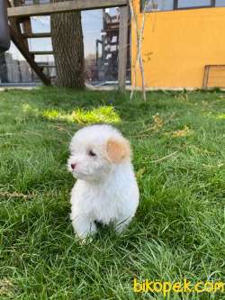 TATLILIK TİMSALİ MALTİPOO BEBEKLER 3