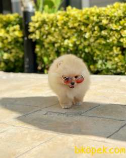 Tcup Ayı Surat Pomeranian Boo Yavrumuz 5