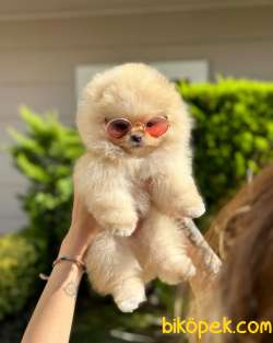 Tcup Ayı Surat Pomeranian Boo Yavrumuz 1
