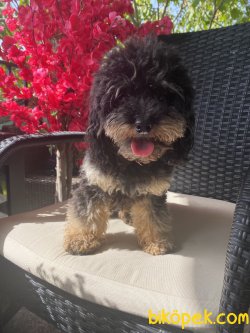 Tcup Black And Tan Oğlumuz Blackie 4