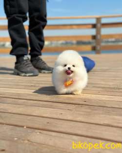 Tcup MİNİ Boy Pomeranian Boo