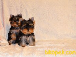 Te Cup Yorkshire Terrier Yavrularımız Gelmiştir 1