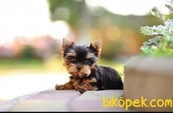 Te Cup Yorkshire Terrier Yavrularımız Gelmiştir 2