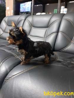 TEA CUP 0 NUMARA  YORKSHIRE TERRIER YAVRULARIMIZ 4
