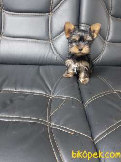 TEA CUP 0 NUMARA  YORKSHIRE TERRIER YAVRULARIMIZ 2