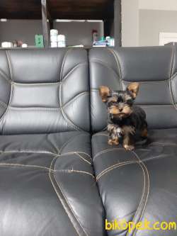 TEA CUP 0 NUMARA  YORKSHIRE TERRIER YAVRULARIMIZ 3