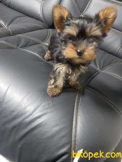 TEA CUP 0 NUMARA  YORKSHIRE TERRIER YAVRULARIMIZ 5