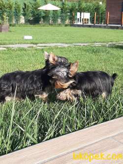 TEA CUP 0 NUMARA YORKSHIRE TERRIER YAVRULARIMIZ 3
