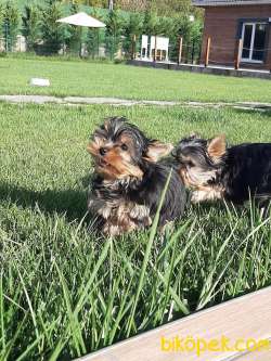 TEA CUP 0 NUMARA YORKSHIRE TERRIER YAVRULARIMIZ 5