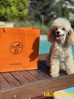 Tea Cup 1,300 Gr Orjinal Poodle Kızımız Sophie 2