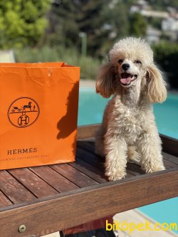 Tea Cup 1,300 Gr Orjinal Poodle Kızımız Sophie 1