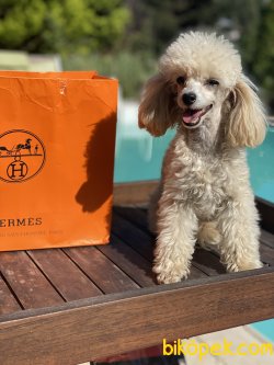 Tea Cup 1,300 Gr Orjinal Poodle Kızımız Sophie 3