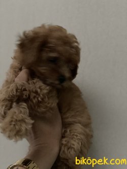 Tea Cup 500 Gr Anne Baba Secereli Red Toy Poodle 2