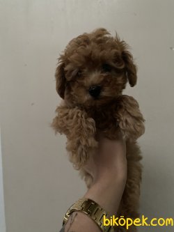 Tea Cup 500 Gr Anne Baba Secereli Red Toy Poodle 1