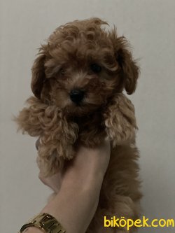 Tea Cup 500 Gr Anne Baba Secereli Red Toy Poodle 4