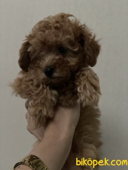 Tea Cup 500 Gr Anne Baba Secereli Red Toy Poodle 3