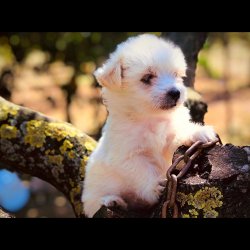 Tea Cup Beyaz Terrier Yavrumuz 2