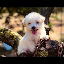 Tea Cup Beyaz Terrier Yavrumuz 1