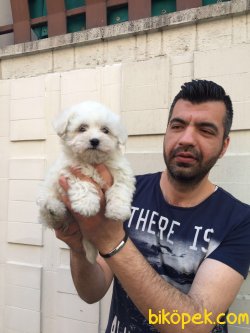 Tea Cup Beyaz Terrier Yavrumuz 3