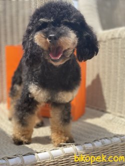 Tea Cup Black And Tan Nadir Renk Poodle 1