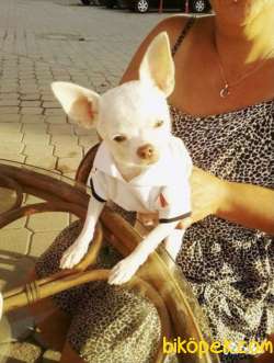 Tea Cup Chihuahua Erkek Yavru 1