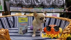TEA CUP Chihuahua Yavrularımız 5