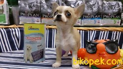TEA CUP Chihuahua Yavrularımız 4