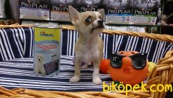 TEA CUP Chihuahua Yavrularımız 2