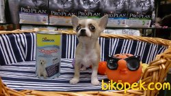 TEA CUP Chihuahua Yavrularımız 3