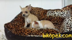 TEA CUP Chihuahua Yavrularımız 3