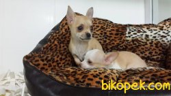 TEA CUP Chihuahua Yavrularımız 4
