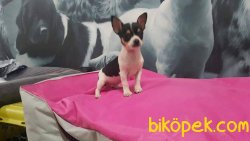 TEA CUP Chihuahua Yavrularımız 1