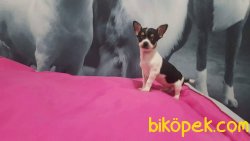 TEA CUP Chihuahua Yavrularımız 2