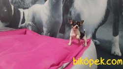 TEA CUP Chihuahua Yavrularımız 4