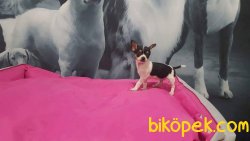 TEA CUP Chihuahua Yavrularımız 3