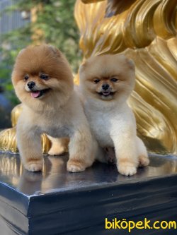 Tea Cup Eğitimli Orjinal Pomeranian Boo 3