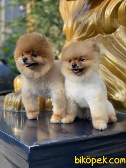 Tea Cup Eğitimli Orjinal Pomeranian Boo 2