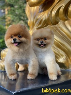 Tea Cup Eğitimli Orjinal Pomeranian Boo 1