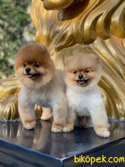 Tea Cup Eğitimli Orjinal Pomeranian Boo 4