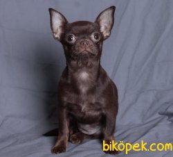 Tea Cup Erkek Chocolate Chihuahua Köpeğimiz 1,5 Kg 4