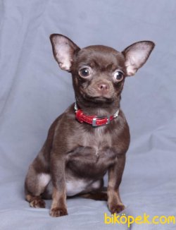 Tea Cup Erkek Chocolate Chihuahua Köpeğimiz 1,5 Kg 5