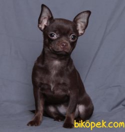 Tea Cup Erkek Chocolate Chihuahua Köpeğimiz 1,5 Kg 1