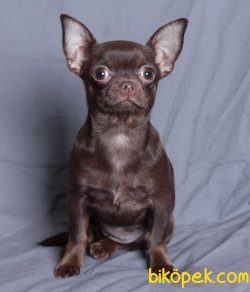 Tea Cup Erkek Chocolate Chihuahua Köpeğimiz 1,5 Kg 2