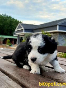 Tea Cup Havanese Terrıer Yavruları 4