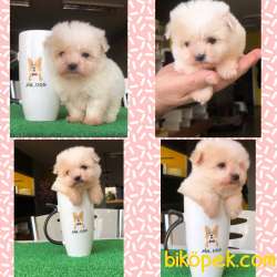 TEA CUP KARBEYAZ 1