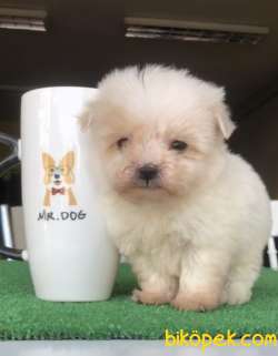 TEA CUP KARBEYAZ 3