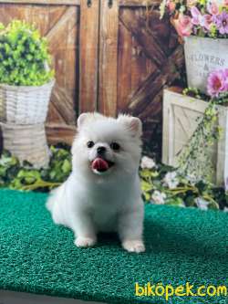 Tea CUP KIZIMIZ BARBİE 2