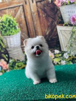 Tea CUP KIZIMIZ BARBİE 1