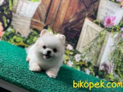 Tea CUP KIZIMIZ BARBİE 3